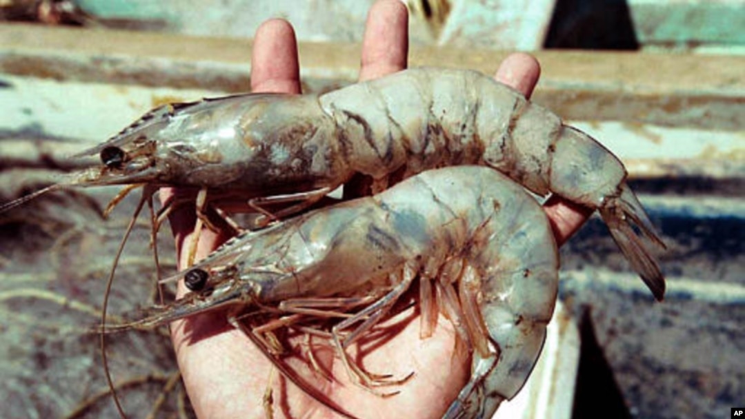 Kegiatan memancing udang ini muncul di Taiwan Selatan hampir 25 tahun lalu di tambak-tambak udang umum (foto: dok).