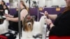 Dogs are groomed in the benching area during the 149th Westminster Kennel Club dog show, Feb. 10, 2025, in New York. 