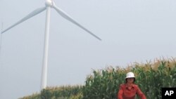 A resident bikes through the corn fields surrounding the Guanting Wind farm, 90 kilometers outside Beijing.