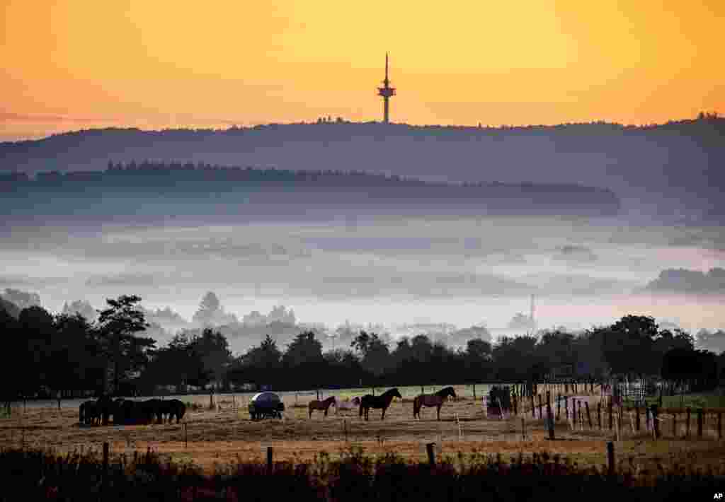 Horses stand in a paddock just before the sun rises in Wehrheim near Frankfurt, Germany.