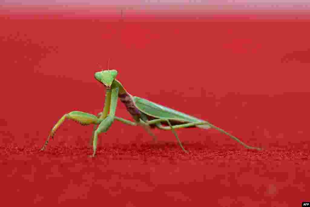 A praying mantis is seen on the red carpet before the arrival of the cast of the movie &#39;April&#39; presented in competition during the 81st International Venice Film Festival at Venice Lido.