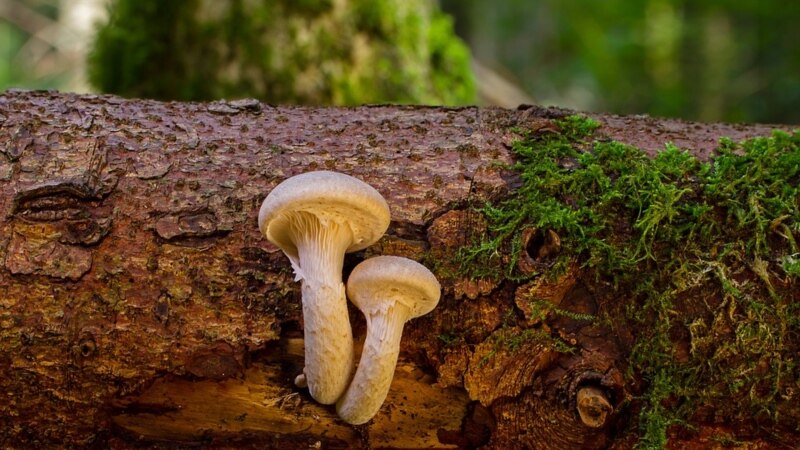 Spring Up Like Mushrooms!