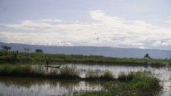 Persawahan di desa Meko, kecamatan Pamona Barat yang terendam air danau Poso sehingga tidak dapat diolah oleh petani di desa tersebut. Jumat, 6 November 2020. Foto: Mosintuwu/RayRarea