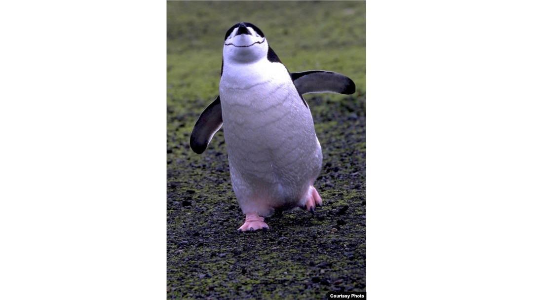Chinstrap penguin