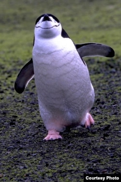 Chinstrap penguin