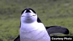 Penguins Barometer for Ocean Health