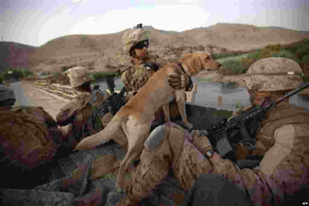 U.S. Marine Cpl. Abraham Willis, 22, of Beech Bottom, W. Va., with the 2nd Battalion 12th Marines based in Kaneohe Bay, Hawaii, and his IED detection dog Preacher ride in the back of a wagon as they are shuttled over a bridge for a foot patrol at sunrise 