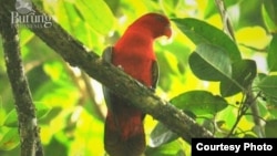 Kasturi Ternate (Lorius garrulus) dikategorikan rentan (Vulnerable) oleh IUCN akibat menurunnya populasi. (Foto: Burung Indonesia)