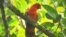 Kasturi Ternate (Lorius garrulus) dikategorikan rentan (Vulnerable) oleh IUCN akibat menurunnya populasi. (Foto: Burung Indonesia)