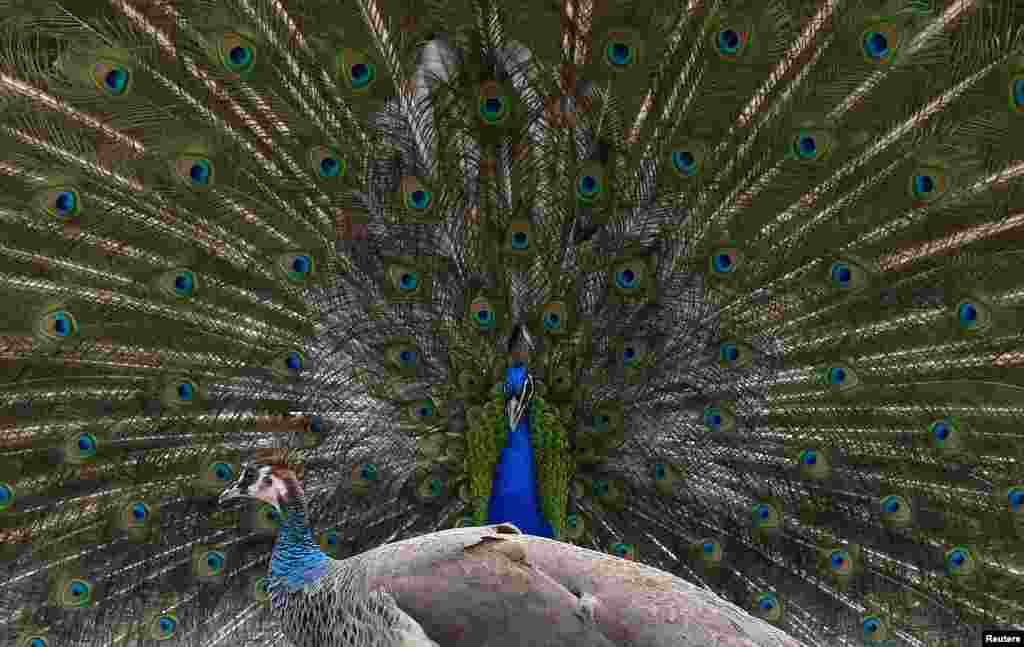 A peacock displays his plumage towards a peahen in a traditional courtship ritual at a park in London, Britain.