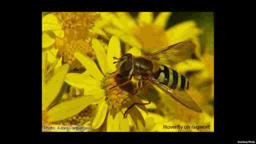 Lalat bunga (hoverfly), seperti lebah, membantu menyerbuki tanaman pangan dan tumbuhan liar, dan saat ini menghadapi banyak ancaman. (Foto: Adam Vanbergen)