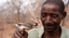 FILE - This picture provided by the University of Cambridge and dated September 2022 shows Yao honey-hunter Seliano Rucunua holding a male honeyguide caught for research in Niassa Special Reserve in Mozambique.