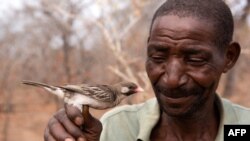 FILE - This picture provided by the University of Cambridge and dated September 2022 shows Yao honey-hunter Seliano Rucunua holding a male honeyguide caught for research in Niassa Special Reserve in Mozambique.