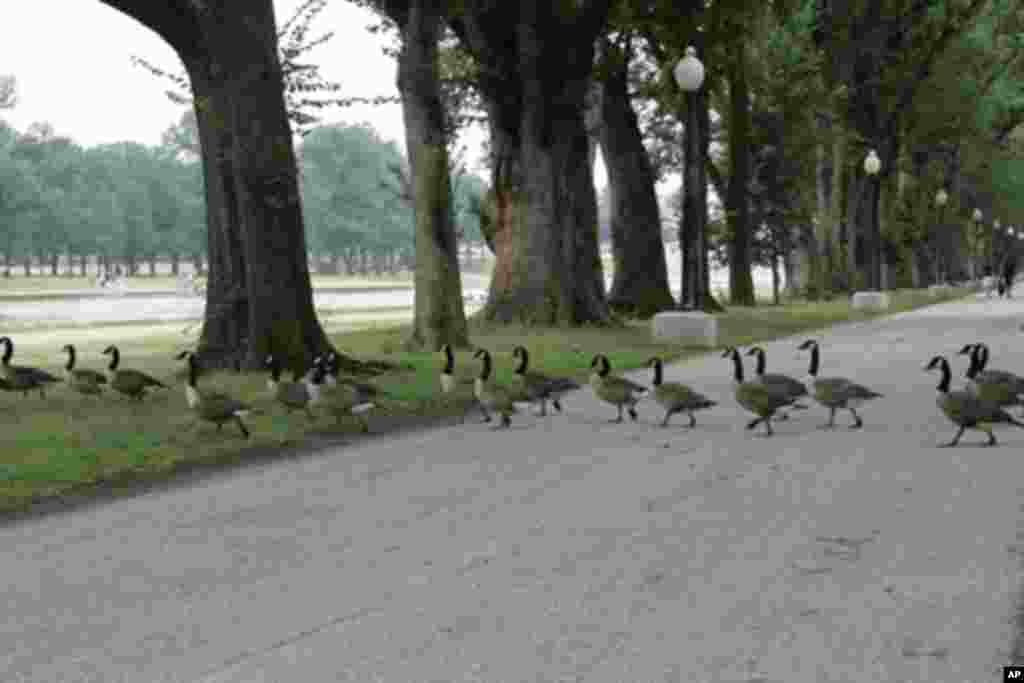 水鸭排队在等候食物