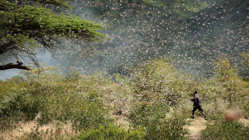 Scientists Identify Chemical that Causes Locusts to Swarm