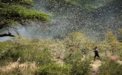 Ahmed Ibrahim, an Ethiopian farmer, attempts to fight desert locusts as they fly in his farm on the outskirt of Jijiga in the Somali region, Ethiopia January 12, 2020. (REUTERS/Giulia Paravicini)