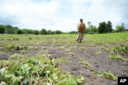 FILE - A woman wonders through a crop field which has been washed away by flood waters near Blantyre, Malawi, Jan. 15, 2015. Malawi is currently facing the worst food shortage in a decade.