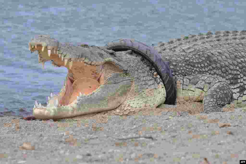 A saltwater crocodile with a tire around its neck is seen in the Palu River in Palu, Indonesia.