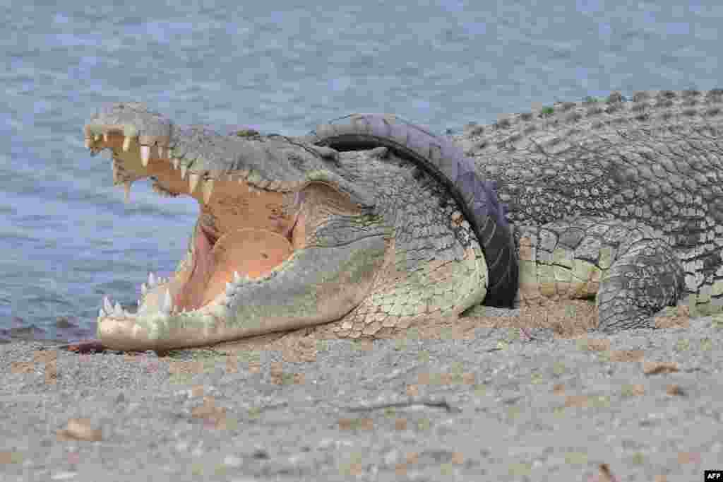 A saltwater crocodile with a tire around its neck is seen in Palu river in Palu, Indonesia.