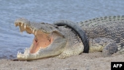 Un crocodile dans la rivière Palu en Indonésie, le 16 janvier 2018