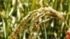 Rice crop