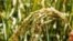 Rice crop