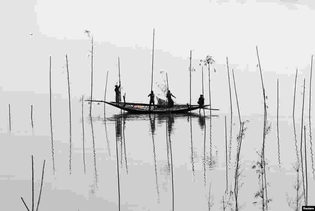 Fishermen place bamboo, where they will later place tree branches and fish food, to catch fish in a river in Dhaka, Bangladesh.