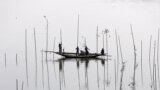 Fishermen place bamboo, where they will later place tree branches and fish food, to catch fish in a river in Dhaka, Bangladesh.