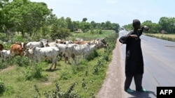FILE: A fulani herder watches his cows near Ouangolodougou, northern Ivory Coast close to the Burkina Faso and Mali borders. Taken 6.24.2020