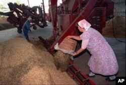 Dua petani Rusia memasukkan gandum ke dalam mesin sortir di pertanian kolektif Lenin's Path sekitar 30 mil tenggara Moskow. (Foto: AP)