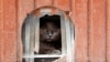 Two New York Cats Become First Known US Pets to Contract Coronavirus