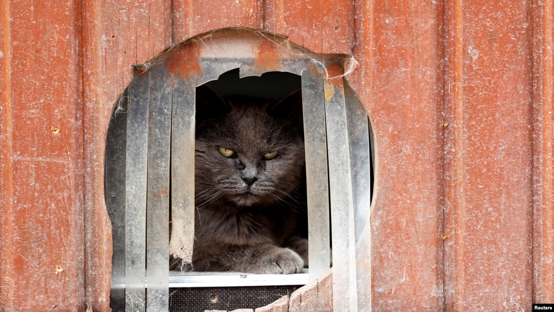 FILE - A cat is pictured at Les Petits Vieux, a home for dozens of elderly animals in Chievres, Belgium. U.S. officials say "there is no evidence" that pets play a role in spreading the coronavirus.
