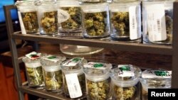 Nekoliko vrsta marihuane izloženo u radnji u Denveru, Koloradu