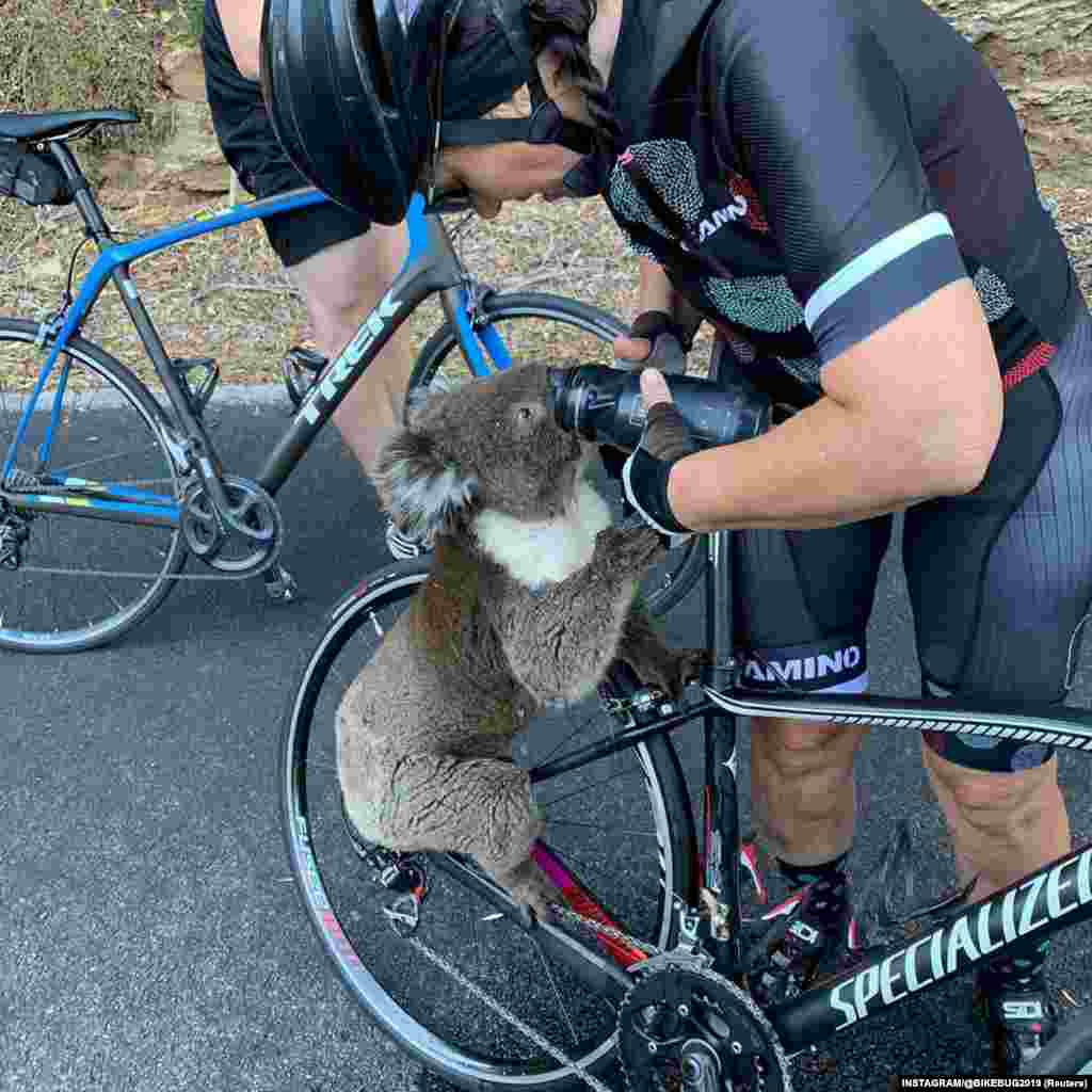 A koala receives water from a cyclist during a severe heatwave that hit the region, in Adelaide Hills, South Australia, Australia, Dec. 27, 2019 in this image taken from social media.