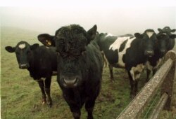 FILE - Cattle stand in a West Yorkshire field.