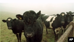 ARSIP - Sapi-sapi perah di ladang di West Yorkshire
