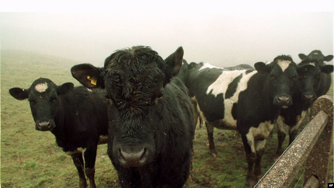 ARSIP - Sapi-sapi perah di ladang di West Yorkshire