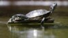 Les cheminots du Japon au secours des tortues téméraires