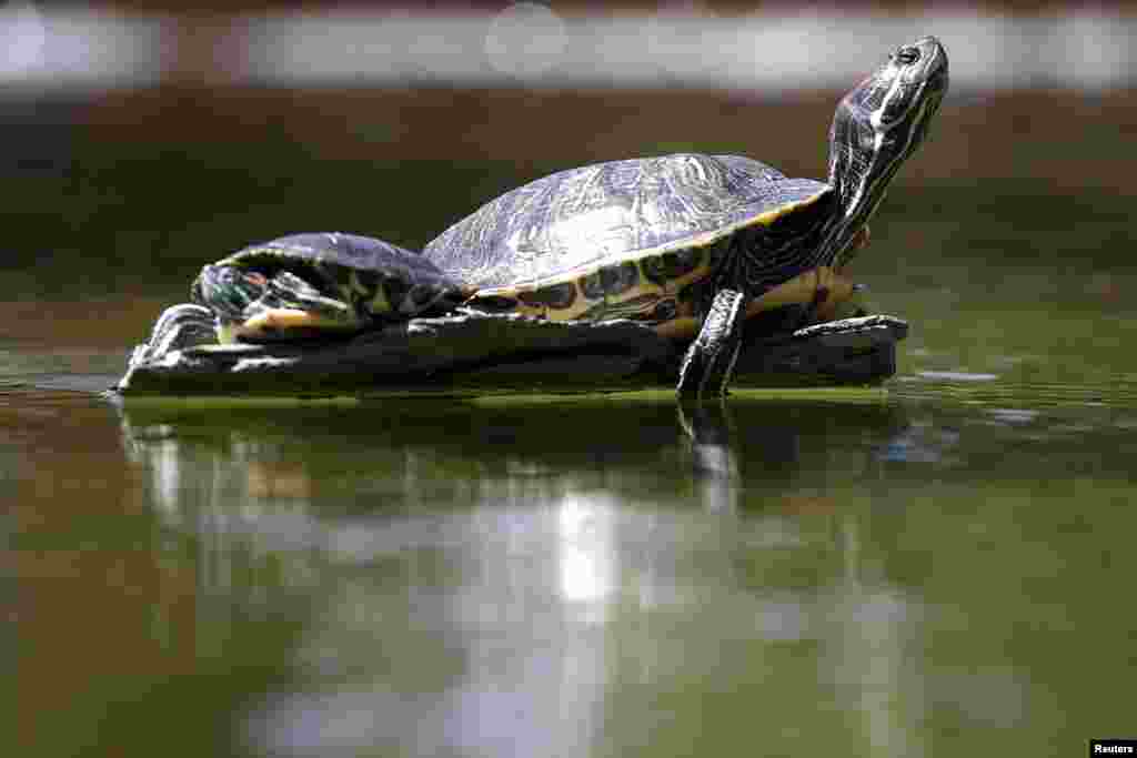 Turtles sun themselves on a pond in Beverly Hills, California, April 8, 2015. California&#39;s cities and towns are required to cut their water usage by up to 35 percent or face steep fines under proposed new rules - the state&#39;s first-ever mandatory cutbacks in urban water use amid ongoing drought.