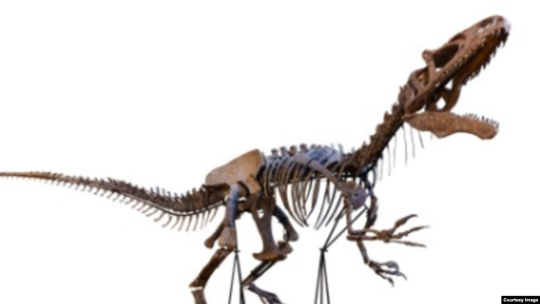 Dinosaur Skeleton of Possible New Species Sells for $2.3 Million