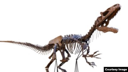 ELDRESO Bone Dinosaur Long エルドレッソ ELDRESO Bone Dinosaur Long エルドレッソ Amazon.com: Cra-Z