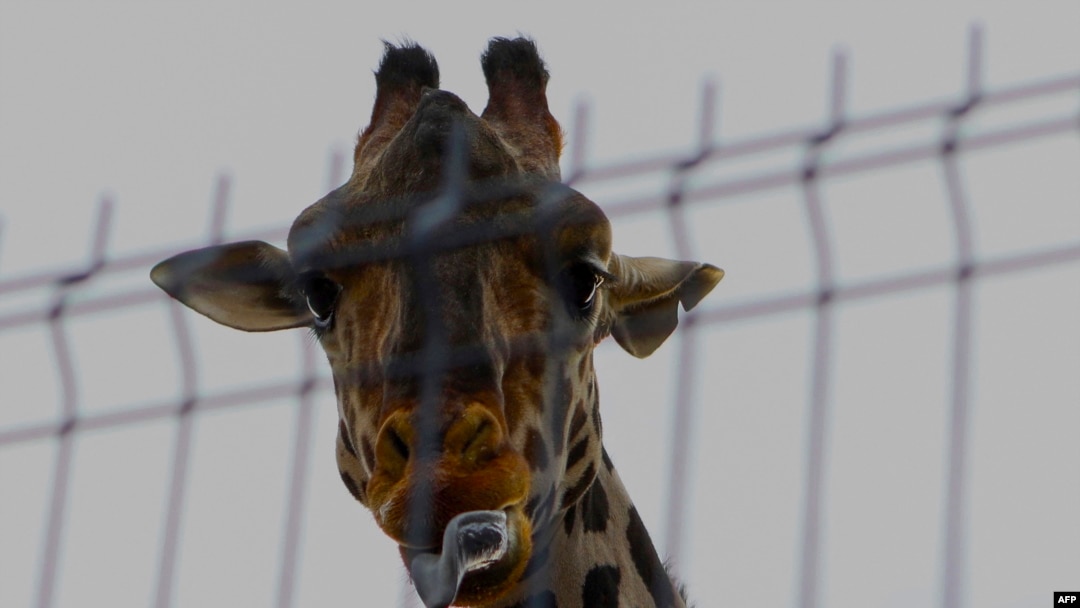 Benito the giraffe is seen in his enclosure at the Central Park of Ciudad Juarez, Chihuahua state, Mexico on Jan. 21, 2024, before being transferred from Ciudad Juarez Central Park to African Safari zoo located in the Puebla state, central Mexico.