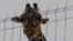 Benito the giraffe is seen in his enclosure at the Central Park of Ciudad Juarez, Chihuahua state, Mexico on Jan. 21, 2024, before being transferred from Ciudad Juarez Central Park to African Safari zoo located in the Puebla state, central Mexico.