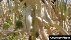 FILE: Most crops have wilted in Zimbabwe due to moisture stress owing to lack of rains. (Photo: Butholezwe Kgosi Nyathi)