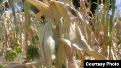 Most crops wilted in Zimbabwe due to moisture stress owing to lack of rains. (Photo: Butholezwe Kgosi Nyathi)