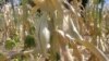 Some crops wilted at the height of Zimbabwe's 2014-2015 agricultural season due to moisture stress. (Photo: Butholezwe Kgosi Nyathi)