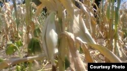 Most crops have wilted in Zimbabwe due to moisture stress owing to lack of rains. (Photo: Butholezwe Kgosi Nyathi)