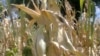 El Nino, Climate Change Devastating Crop Production in Zimbabwe