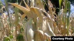 FILE: Most crops have wilted in Zimbabwe due to moisture stress owing to lack of rains. (Photo: Butholezwe Kgosi Nyathi)