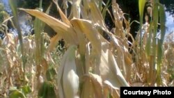 FILE: Most crops have wilted in Zimbabwe due to moisture stress. (Photo: Butholezwe Kgosi Nyathi)